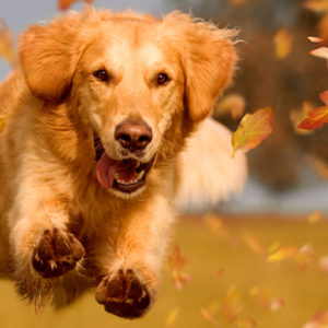 dog running through leaves
