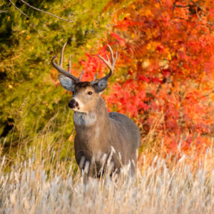 deer